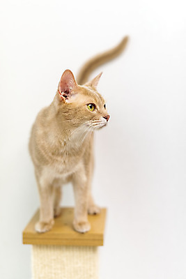 포토 JPG 동물 한마리 응시 실내 사람없음 일상 앞모습 반려동물 귀여움 고양이 동물라이프 반려 캣타워 반려묘 아비시니안 국내포토 반려용품 1 라이프스타일 시선 뷰포인트 컨셉 포유류 내부 라이프 오브젝트 파일형식