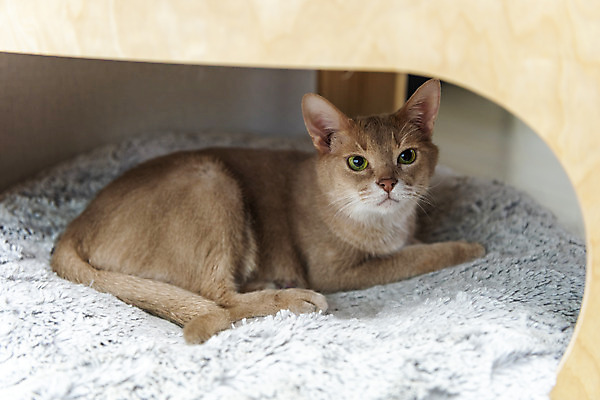 포토 JPG 동물 한마리 휴식 실내 사람없음 일상 앞모습 반려동물 귀여움 고양이 동물라이프 반려 캣타워 반려묘 아비시니안 국내포토 반려용품 1 라이프스타일 뷰포인트 컨셉 포유류 내부 라이프 오브젝트 파일형식