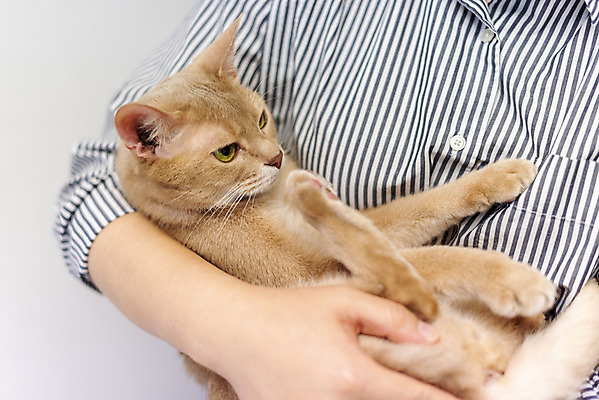 포토 JPG 동물 한마리 여자 40대 안기 실내 한명 사람 상반신 일상 앞모습 반려동물 귀여움 고양이 한국인 주인 동물라이프 반려 반려묘 냥집사 아비시니안 국내포토 1 라이프스타일 뷰포인트 중년 컨셉 포유류 모션 동양인 내부 라이프 합성어 파일형식