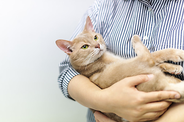 포토 JPG 동물 한마리 여자 40대 안기 실내 한명 사람 상반신 일상 앞모습 반려동물 귀여움 고양이 한국인 주인 동물라이프 반려 캣타워 반려묘 냥집사 아비시니안 국내포토 반려용품 1 라이프스타일 뷰포인트 중년 컨셉 포유류 모션 동양인 내부 라이프 오브젝트 합성어 파일형식