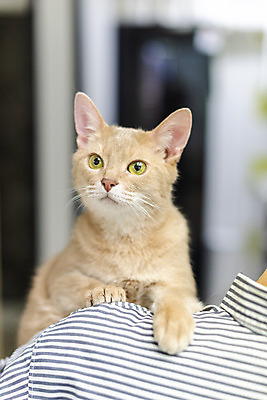 포토 JPG 동물 한마리 여자 40대 실내 한명 사람 상반신 일상 앞모습 뒷모습 반려동물 귀여움 고양이 한국인 주인 동물라이프 반려 캣타워 반려묘 냥집사 아비시니안 국내포토 반려용품 1 라이프스타일 뷰포인트 중년 컨셉 포유류 동양인 내부 라이프 오브젝트 합성어 파일형식