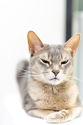 포토 JPG 동물 한마리 실내 사람없음 일상 앞모습 반려동물 귀여움 눈감음 고양이 동물라이프 반려 캣타워 반려묘 아비시니안 국내포토 반려용품 1 라이프스타일 뷰포인트 컨셉 포유류 모션 내부 라이프 오브젝트 파일형식