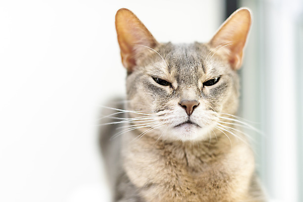 포토 JPG 동물 한마리 실내 근접촬영 사람없음 일상 앞모습 반려동물 귀여움 눈감음 고양이 동물라이프 반려 캣타워 반려묘 아비시니안 국내포토 반려용품 1 라이프스타일 뷰포인트 컨셉 포유류 모션 내부 라이프 오브젝트 파일형식