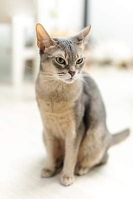 포토 JPG 동물 한마리 응시 실내 사람없음 일상 앞모습 반려동물 귀여움 고양이 동물라이프 반려 캣타워 반려묘 아비시니안 국내포토 반려용품 1 라이프스타일 시선 뷰포인트 컨셉 포유류 내부 라이프 오브젝트 파일형식