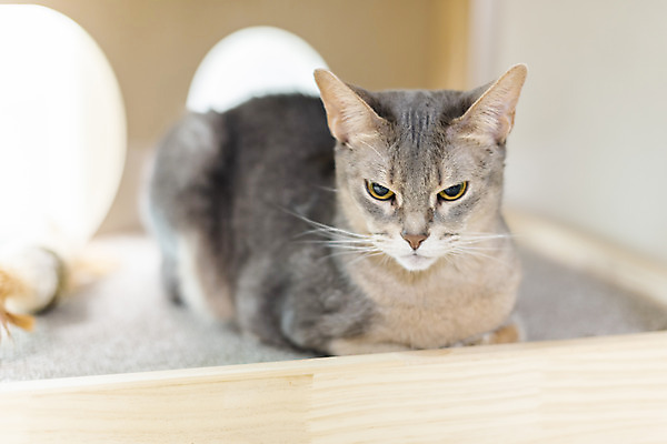 포토 JPG 동물 한마리 휴식 실내 사람없음 일상 앞모습 반려동물 귀여움 고양이 동물라이프 반려 캣타워 반려묘 아비시니안 국내포토 반려용품 1 라이프스타일 뷰포인트 컨셉 포유류 내부 라이프 오브젝트 파일형식