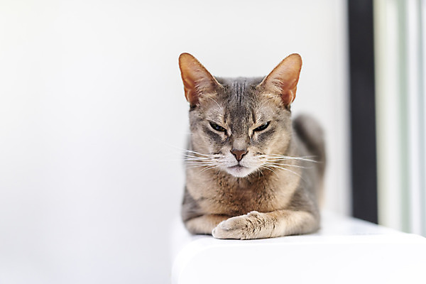 포토 JPG 동물 한마리 실내 사람없음 일상 앞모습 반려동물 귀여움 눈감음 고양이 동물라이프 반려 캣타워 반려묘 아비시니안 국내포토 반려용품 1 라이프스타일 뷰포인트 컨셉 포유류 모션 내부 라이프 오브젝트 파일형식