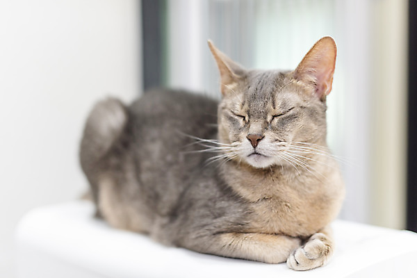 포토 JPG 동물 한마리 실내 사람없음 일상 앞모습 반려동물 귀여움 눈감음 고양이 동물라이프 반려 캣타워 반려묘 아비시니안 국내포토 반려용품 1 라이프스타일 뷰포인트 컨셉 포유류 모션 내부 라이프 오브젝트 파일형식