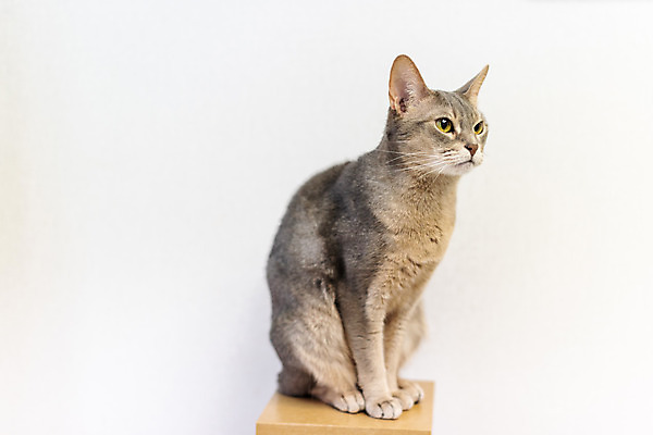 포토 JPG 동물 한마리 응시 실내 사람없음 일상 옆모습 반려동물 귀여움 고양이 동물라이프 반려 캣타워 반려묘 아비시니안 국내포토 반려용품 1 라이프스타일 시선 뷰포인트 컨셉 포유류 내부 라이프 오브젝트 파일형식