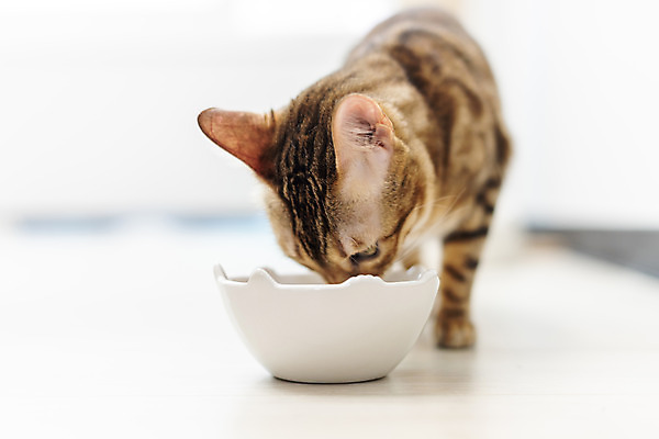 포토 JPG 동물 한마리 실내 사람없음 일상 앞모습 반려동물 귀여움 고양이 먹이 밥그릇 동물라이프 반려 반려묘 아비시니안 국내포토 1 라이프스타일 그릇 뷰포인트 컨셉 포유류 내부 라이프 파일형식