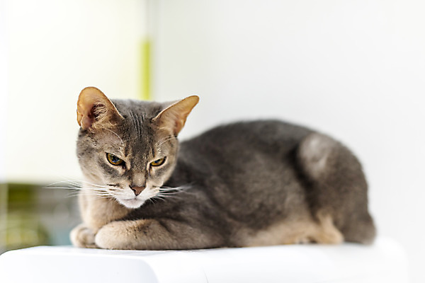 포토 JPG 동물 한마리 실내 사람없음 일상 앞모습 반려동물 귀여움 고양이 동물라이프 반려 캣타워 반려묘 아비시니안 국내포토 반려용품 1 라이프스타일 뷰포인트 컨셉 포유류 내부 라이프 오브젝트 파일형식