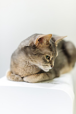 포토 JPG 동물 한마리 응시 실내 사람없음 일상 앞모습 반려동물 귀여움 고양이 동물라이프 반려 캣타워 반려묘 아비시니안 국내포토 반려용품 1 라이프스타일 시선 뷰포인트 컨셉 포유류 내부 라이프 오브젝트 파일형식