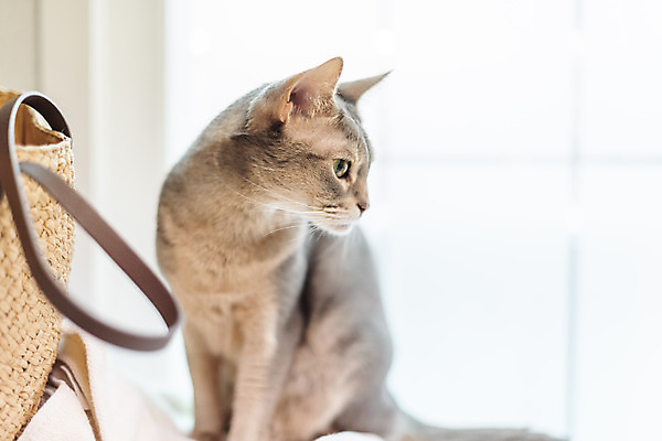 포토 JPG 동물 한마리 응시 가방 실내 사람없음 일상 앞모습 반려동물 귀여움 고양이 동물라이프 반려 캣타워 반려묘 아비시니안 국내포토 반려용품 1 라이프스타일 시선 잡화 뷰포인트 컨셉 포유류 내부 라이프 오브젝트 파일형식