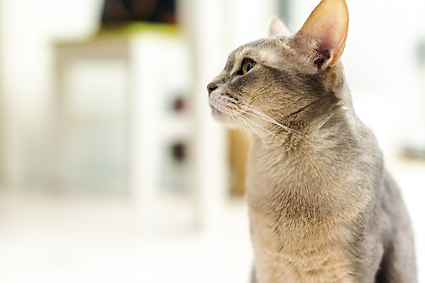 포토 JPG 동물 한마리 응시 실내 사람없음 일상 앞모습 반려동물 귀여움 고양이 동물라이프 반려 캣타워 반려묘 아비시니안 국내포토 반려용품 1 라이프스타일 시선 뷰포인트 컨셉 포유류 내부 라이프 오브젝트 파일형식