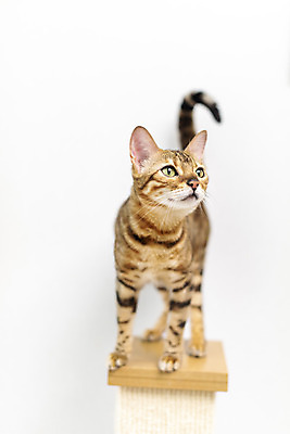 포토 JPG 동물 한마리 응시 실내 사람없음 일상 앞모습 반려동물 귀여움 고양이 동물라이프 반려 캣타워 반려묘 뱅갈 국내포토 반려용품 1 라이프스타일 시선 뷰포인트 컨셉 포유류 내부 라이프 오브젝트 파일형식