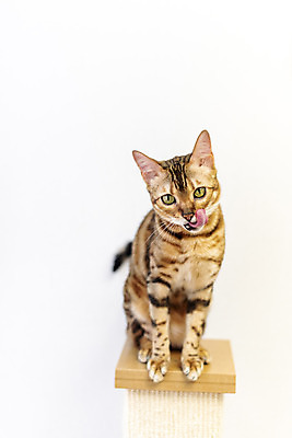 포토 JPG 동물 한마리 실내 사람없음 일상 앞모습 반려동물 귀여움 고양이 동물라이프 반려 캣타워 반려묘 뱅갈 국내포토 반려용품 1 라이프스타일 뷰포인트 컨셉 포유류 내부 라이프 오브젝트 파일형식