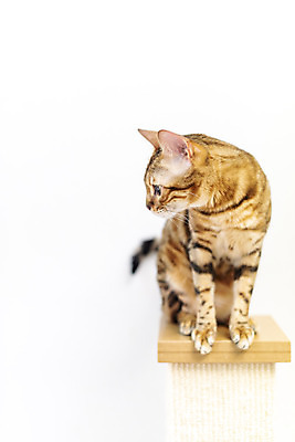 포토 JPG 동물 한마리 응시 실내 사람없음 일상 앞모습 반려동물 귀여움 고양이 동물라이프 반려 캣타워 반려묘 뱅갈 국내포토 반려용품 1 라이프스타일 시선 뷰포인트 컨셉 포유류 내부 라이프 오브젝트 파일형식