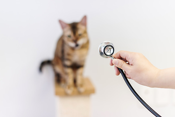 포토 JPG 동물 한마리 손 여자 40대 청진기 실내 한명 일상 아웃포커스 신체부위 반려동물 귀여움 고양이 한국인 의사 주인 동물라이프 반려 캣타워 반려묘 뱅갈 국내포토 반려용품 1 라이프스타일 중년 컨셉 포유류 의료기기 촬영기법 사람 동양인 내부 라이프 의료진 오브젝트 파일형식