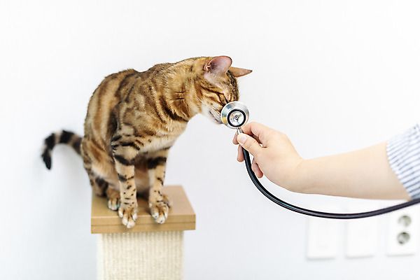 포토 JPG 동물 한마리 손 여자 40대 청진기 실내 한명 일상 신체부위 반려동물 귀여움 고양이 한국인 의사 주인 동물라이프 반려 캣타워 반려묘 뱅갈 국내포토 반려용품 1 라이프스타일 중년 컨셉 포유류 의료기기 사람 동양인 내부 라이프 의료진 오브젝트 파일형식