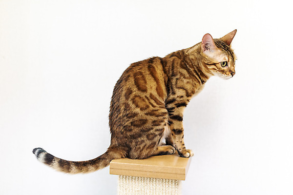 포토 JPG 동물 한마리 응시 실내 사람없음 일상 옆모습 반려동물 귀여움 고양이 동물라이프 반려 캣타워 반려묘 뱅갈 국내포토 반려용품 1 라이프스타일 시선 뷰포인트 컨셉 포유류 내부 라이프 오브젝트 파일형식