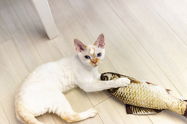 포토 JPG 동물 한마리 장난 놀이 실내 사람없음 일상 옆모습 반려동물 장난감 귀여움 고양이 동물라이프 반려 반려묘 데본렉스 국내포토 1 라이프스타일 뷰포인트 컨셉 포유류 내부 라이프 파일형식