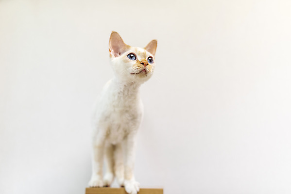 포토 JPG 동물 한마리 응시 실내 사람없음 일상 앞모습 반려동물 장난감 귀여움 고양이 동물라이프 반려 반려묘 데본렉스 국내포토 1 라이프스타일 시선 뷰포인트 컨셉 포유류 내부 라이프 파일형식