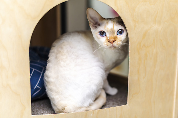 포토 JPG 동물 한마리 실내 사람없음 일상 옆모습 반려동물 귀여움 고양이 동물라이프 반려 숨기 캣타워 반려묘 데본렉스 국내포토 반려용품 1 라이프스타일 뷰포인트 컨셉 포유류 모션 내부 라이프 오브젝트 파일형식