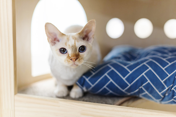 포토 JPG 동물 한마리 응시 실내 사람없음 일상 앞모습 반려동물 귀여움 고양이 동물라이프 반려 캣타워 반려묘 데본렉스 국내포토 반려용품 1 라이프스타일 시선 뷰포인트 컨셉 포유류 내부 라이프 오브젝트 파일형식