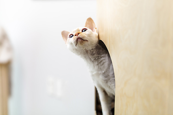 포토 JPG 동물 한마리 응시 실내 사람없음 일상 앞모습 반려동물 귀여움 고양이 호기심 동물라이프 반려 캣타워 반려묘 데본렉스 국내포토 반려용품 1 라이프스타일 시선 감정 뷰포인트 컨셉 포유류 내부 라이프 오브젝트 파일형식