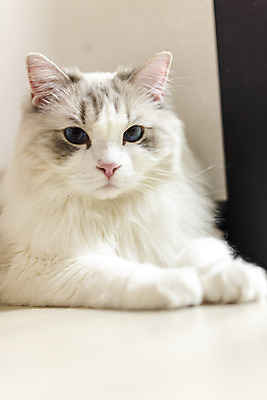 포토 JPG 동물 한마리 휴식 실내 근접촬영 사람없음 일상 앞모습 반려동물 귀여움 고양이 동물라이프 반려 반려묘 랙돌 국내포토 1 라이프스타일 뷰포인트 컨셉 포유류 내부 라이프 파일형식