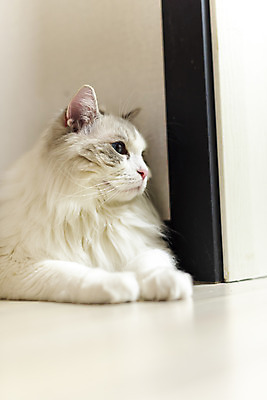 포토 JPG 동물 한마리 응시 휴식 실내 사람없음 일상 옆모습 반려동물 귀여움 고양이 동물라이프 반려 반려묘 랙돌 국내포토 1 라이프스타일 시선 뷰포인트 컨셉 포유류 내부 라이프 파일형식