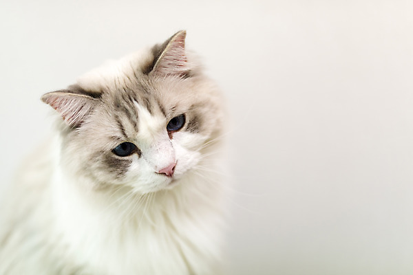 포토 JPG 동물 한마리 휴식 실내 사람없음 일상 앞모습 반려동물 귀여움 고양이 동물라이프 반려 반려묘 랙돌 국내포토 1 라이프스타일 뷰포인트 컨셉 포유류 내부 라이프 파일형식