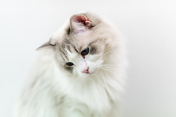 포토 JPG 동물 한마리 응시 휴식 실내 사람없음 일상 앞모습 반려동물 귀여움 고양이 동물라이프 반려 반려묘 랙돌 국내포토 1 라이프스타일 시선 뷰포인트 컨셉 포유류 내부 라이프 파일형식