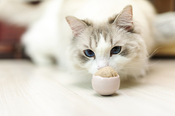 포토 JPG 동물 한마리 휴식 실내 사람없음 일상 앞모습 반려동물 장난감 귀여움 고양이 동물라이프 반려 반려묘 랙돌 국내포토 1 라이프스타일 뷰포인트 컨셉 포유류 내부 라이프 파일형식