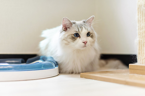 포토 JPG 동물 한마리 응시 휴식 실내 사람없음 일상 앞모습 반려동물 귀여움 고양이 동물라이프 반려 반려묘 랙돌 국내포토 1 라이프스타일 시선 뷰포인트 컨셉 포유류 내부 라이프 파일형식