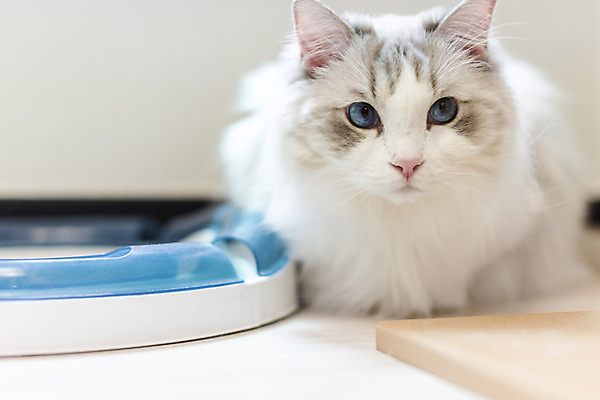 포토 JPG 동물 한마리 응시 휴식 실내 사람없음 일상 앞모습 반려동물 귀여움 고양이 동물라이프 반려 반려묘 랙돌 국내포토 1 라이프스타일 시선 뷰포인트 컨셉 포유류 내부 라이프 파일형식