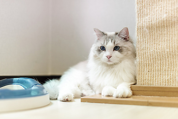 포토 JPG 동물 한마리 응시 휴식 실내 사람없음 일상 앞모습 반려동물 귀여움 고양이 동물라이프 반려 반려묘 랙돌 국내포토 1 라이프스타일 시선 뷰포인트 컨셉 포유류 내부 라이프 파일형식