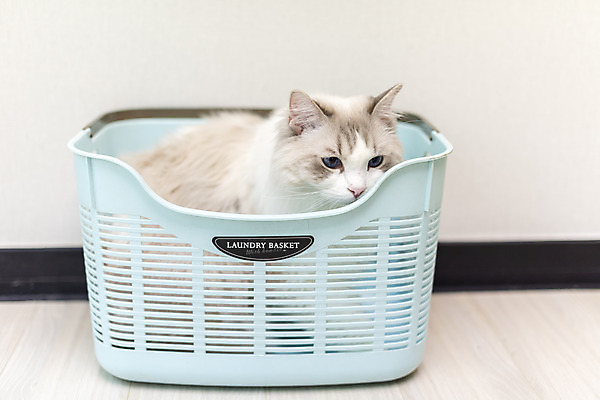 포토 JPG 동물 한마리 응시 휴식 실내 사람없음 일상 앞모습 반려동물 귀여움 고양이 동물라이프 반려 빨래바구니 반려묘 랙돌 국내포토 1 라이프스타일 시선 뷰포인트 컨셉 포유류 내부 라이프 바구니 빨래 파일형식