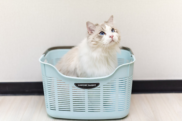 포토 JPG 동물 한마리 응시 휴식 실내 사람없음 일상 앞모습 반려동물 귀여움 고양이 동물라이프 반려 빨래바구니 반려묘 랙돌 국내포토 1 라이프스타일 시선 뷰포인트 컨셉 포유류 내부 라이프 바구니 빨래 파일형식
