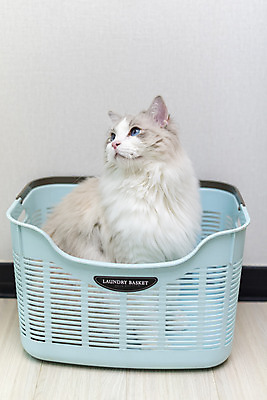 포토 JPG 동물 한마리 응시 휴식 실내 사람없음 일상 앞모습 반려동물 귀여움 고양이 동물라이프 반려 빨래바구니 반려묘 랙돌 국내포토 1 라이프스타일 시선 뷰포인트 컨셉 포유류 내부 라이프 바구니 빨래 파일형식