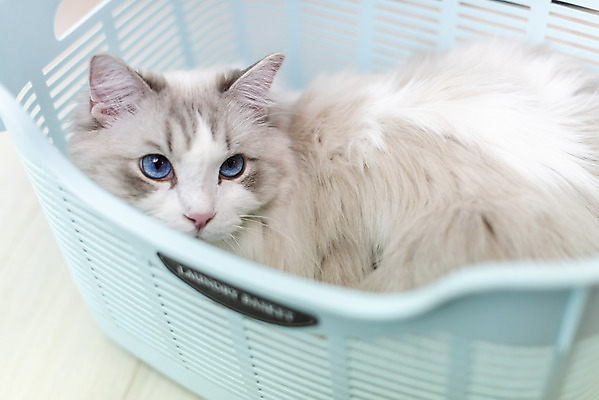 포토 JPG 동물 한마리 휴식 실내 사람없음 일상 앞모습 반려동물 귀여움 고양이 올려보기 동물라이프 반려 빨래바구니 반려묘 랙돌 국내포토 1 라이프스타일 뷰포인트 컨셉 포유류 모션 내부 라이프 바구니 빨래 파일형식