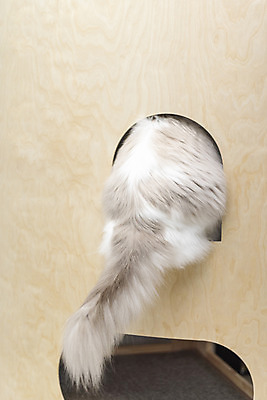 포토 JPG 동물 한마리 휴식 실내 사람없음 일상 뒷모습 반려동물 귀여움 고양이 동물라이프 반려 숨기 캣타워 반려묘 랙돌 국내포토 반려용품 1 라이프스타일 뷰포인트 컨셉 포유류 모션 내부 라이프 오브젝트 파일형식