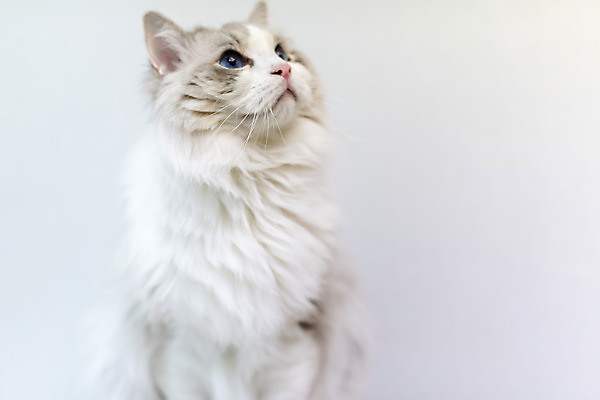 포토 JPG 동물 한마리 휴식 실내 사람없음 일상 앞모습 반려동물 귀여움 고양이 동물라이프 반려 반려묘 랙돌 국내포토 1 라이프스타일 뷰포인트 컨셉 포유류 내부 라이프 파일형식