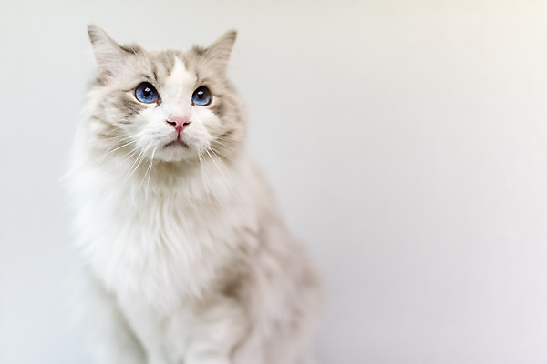 포토 JPG 동물 한마리 휴식 실내 사람없음 일상 앞모습 반려동물 귀여움 고양이 동물라이프 반려 반려묘 랙돌 국내포토 1 라이프스타일 뷰포인트 컨셉 포유류 내부 라이프 파일형식