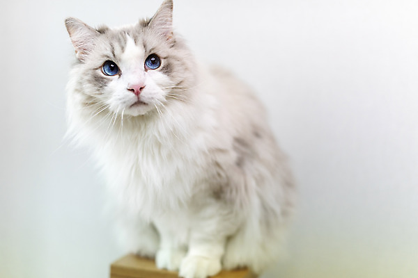 포토 JPG 동물 한마리 휴식 실내 사람없음 일상 앞모습 반려동물 귀여움 고양이 동물라이프 반려 반려묘 랙돌 국내포토 1 라이프스타일 뷰포인트 컨셉 포유류 내부 라이프 파일형식