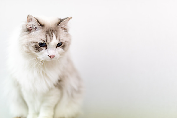 포토 JPG 동물 한마리 휴식 실내 사람없음 일상 앞모습 반려동물 귀여움 고양이 동물라이프 반려 반려묘 랙돌 국내포토 1 라이프스타일 뷰포인트 컨셉 포유류 내부 라이프 파일형식