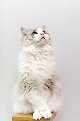 포토 JPG 동물 한마리 응시 휴식 실내 사람없음 일상 앞모습 반려동물 귀여움 고양이 올려보기 동물라이프 반려 캣타워 반려묘 랙돌 국내포토 반려용품 1 라이프스타일 시선 뷰포인트 컨셉 포유류 모션 내부 라이프 오브젝트 파일형식