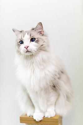 포토 JPG 동물 한마리 휴식 실내 사람없음 일상 앞모습 반려동물 귀여움 고양이 동물라이프 반려 캣타워 반려묘 랙돌 국내포토 반려용품 1 라이프스타일 뷰포인트 컨셉 포유류 내부 라이프 오브젝트 파일형식