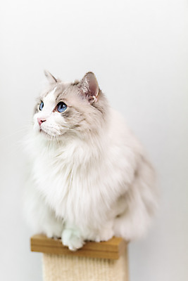 포토 JPG 동물 한마리 휴식 실내 사람없음 일상 앞모습 반려동물 귀여움 고양이 동물라이프 반려 캣타워 반려묘 랙돌 국내포토 반려용품 1 라이프스타일 뷰포인트 컨셉 포유류 내부 라이프 오브젝트 파일형식