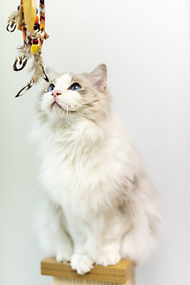 포토 JPG 동물 한마리 응시 휴식 실내 사람없음 일상 앞모습 반려동물 장난감 귀여움 고양이 올려보기 동물라이프 반려 캣타워 반려묘 랙돌 국내포토 반려용품 1 라이프스타일 시선 뷰포인트 컨셉 포유류 모션 내부 라이프 오브젝트 파일형식