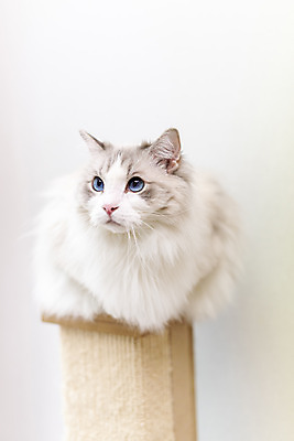 포토 JPG 동물 한마리 휴식 실내 사람없음 일상 앞모습 반려동물 귀여움 고양이 동물라이프 반려 캣타워 반려묘 랙돌 국내포토 반려용품 1 라이프스타일 뷰포인트 컨셉 포유류 내부 라이프 오브젝트 파일형식